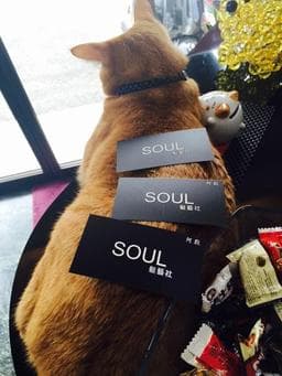 Soul 髮藝社